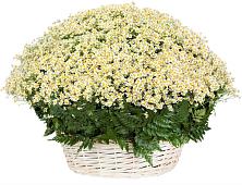 Цветочная композиция из Ромашки в корзине #REPLACE_PRED# Усолье